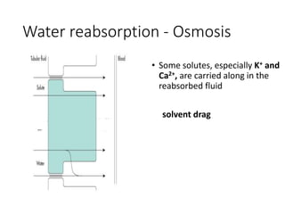Water reabsorption - Osmosis
• Some solutes, especially K+ and
Ca2+, are carried along in the
reabsorbed fluid
solvent drag
 