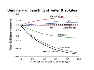 Summary of handling of water & solutes
 