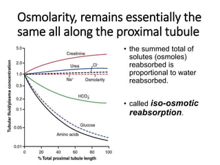 Osmolarity, remains essentially the
same all along the proximal tubule
• the summed total of
solutes (osmoles)
reabsorbed is
proportional to water
reabsorbed.
• called iso-osmotic
reabsorption.
 