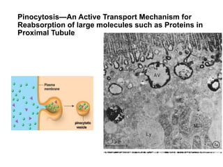 Pinocytosis—An Active Transport Mechanism for
Reabsorption of large molecules such as Proteins in
Proximal Tubule
 