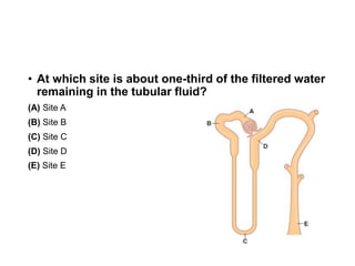 • At which site is about one-third of the filtered water
remaining in the tubular fluid?
(A) Site A
(B) Site B
(C) Site C
(D) Site D
(E) Site E
 