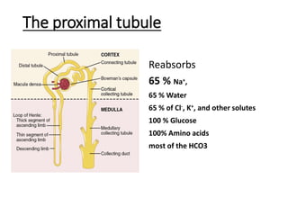 The proximal tubule
Reabsorbs
65 % Na+,
65 % Water
65 % of Cl-, K+, and other solutes
100 % Glucose
100% Amino acids
most of the HCO3
 