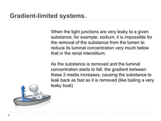 Gradient-limited systems.
When the tight junctions are very leaky to a given
substance, for example, sodium, it is impossible for
the removal of the substance from the lumen to
reduce its luminal concentration very much below
that in the renal interstitium.
As the substance is removed and the luminal
concentration starts to fall, the gradient between
these 2 media increases, causing the substance to
leak back as fast as it is removed (like bailing a very
leaky boat)
 