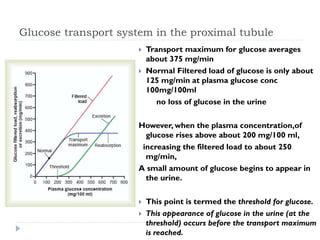 Glucose transport system in the proximal tubule
 Transport maximum for glucose averages
about 375 mg/min
 Normal Filtered load of glucose is only about
125 mg/min at plasma glucose conc
100mg/100ml
no loss of glucose in the urine
However, when the plasma concentration,of
glucose rises above about 200 mg/100 ml,
increasing the filtered load to about 250
mg/min,
A small amount of glucose begins to appear in
the urine.
 This point is termed the threshold for glucose.
 This appearance of glucose in the urine (at the
threshold) occurs before the transport maximum
is reached.
 