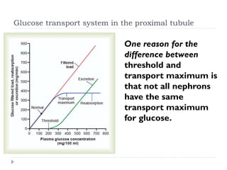 Glucose transport system in the proximal tubule
One reason for the
difference between
threshold and
transport maximum is
that not all nephrons
have the same
transport maximum
for glucose.
 
