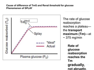 Cause of difference of TmG and Renal threshold for glucose
Phenomenon of SPLAY
Rate of
glucose
reabsorption
reaches the
Tm
gradually,
not abruptly.
The rate of glucose
reabsorption
reaches a plateau—
the transport
maximum (Tm)—at
~ 375 mg/min
 