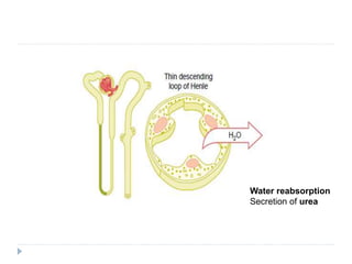 Water reabsorption
Secretion of urea
 