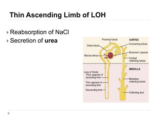 Thin Ascending Limb of LOH
 Reabsorption of NaCl
 Secretion of urea
 