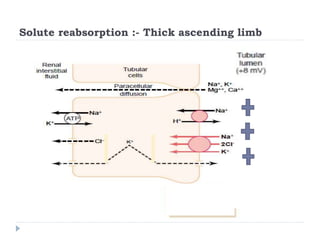 Solute reabsorption :- Thick ascending limb
 