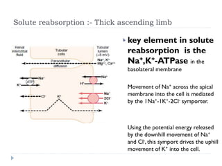 Solute reabsorption :- Thick ascending limb
 key element in solute
reabsorption is the
Na+,K+-ATPase in the
basolateral membrane
 Movement of Na+ across the apical
membrane into the cell is mediated
by the 1Na+-1K+-2Cl- symporter.
 Using the potential energy released
by the downhill movement of Na+
and Cl-, this symport drives the uphill
movement of K+ into the cell.
 