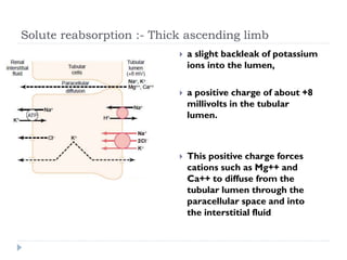 Solute reabsorption :- Thick ascending limb
 a slight backleak of potassium
ions into the lumen,
 a positive charge of about +8
millivolts in the tubular
lumen.
 This positive charge forces
cations such as Mg++ and
Ca++ to diffuse from the
tubular lumen through the
paracellular space and into
the interstitial fluid
 
