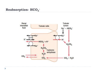 Reabsorption- HCO3
-
 