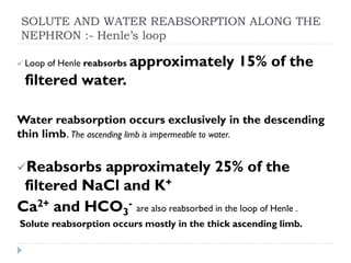 SOLUTE AND WATER REABSORPTION ALONG THE
NEPHRON :- Henle’s loop
 Loop of Henle reabsorbs approximately 15% of the
filtered water.
Water reabsorption occurs exclusively in the descending
thin limb. The ascending limb is impermeable to water.
Reabsorbs approximately 25% of the
filtered NaCl and K+
Ca2+ and HCO3
- are also reabsorbed in the loop of Henle .
Solute reabsorption occurs mostly in the thick ascending limb.
 
