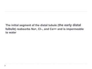 The initial segment of the distal tubule (the early distal
tubule) reabsorbs Na+, Cl–, and Ca++ and is impermeable
to water
 