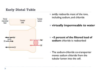 Early Distal Tuble
 avidly reabsorbs most of the ions,
including sodium, and chloride
 virtually impermeable to water
 ~5 percent of the filtered load of
sodium chloride is reabsorbed
 The sodium-chloride co-transporter
moves sodium chloride from the
tubular lumen into the cell.
 