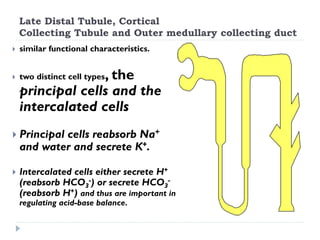 Late Distal Tubule, Cortical
Collecting Tubule and Outer medullary collecting duct
 similar functional characteristics.
 two distinct cell types, the
principal cells and the
intercalated cells
 Principal cells reabsorb Na+
and water and secrete K+.
 Intercalated cells either secrete H+
(reabsorb HCO3
-) or secrete HCO3
-
(reabsorb H+) and thus are important in
regulating acid-base balance.
 