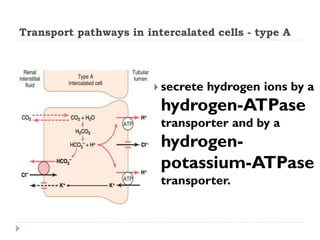 Transport pathways in intercalated cells - type A
 secrete hydrogen ions by a
hydrogen-ATPase
transporter and by a
hydrogen-
potassium-ATPase
transporter.
 