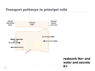 Transport pathways in principal cells
reabsorb Na+ and
water and secrete
K+
 
