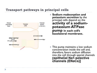 Transport pathways in principal cells
 Sodium reabsorption and
potassium secretion by the
principal cells depend on the
activity of a sodium-
potassium ATPase
pump in each cell’s
basolateral membrane.
 This pump maintains a low sodium
concentration inside the cell and,
therefore, favors sodium diffusion
into the cell through special channels
[epithelial Na+-selective
channels (ENaCs)]
 