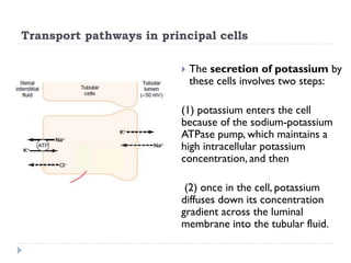 Transport pathways in principal cells
 The secretion of potassium by
these cells involves two steps:
(1) potassium enters the cell
because of the sodium-potassium
ATPase pump, which maintains a
high intracellular potassium
concentration, and then
(2) once in the cell, potassium
diffuses down its concentration
gradient across the luminal
membrane into the tubular fluid.
 