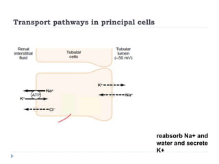 Transport pathways in principal cells
reabsorb Na+ and
water and secrete
K+
 