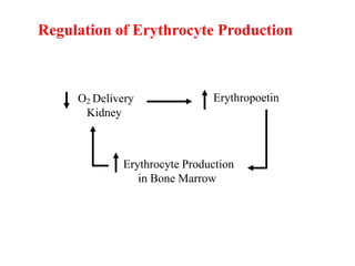 Regulation of Erythrocyte Production
O2 Delivery
Kidney
Erythropoetin
Erythrocyte Production
in Bone Marrow
 