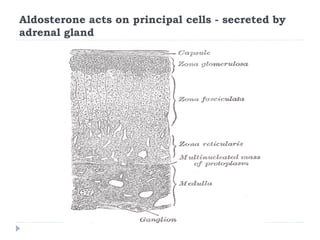 Aldosterone acts on principal cells - secreted by
adrenal gland
 