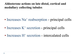 Aldosterone actions on late distal, cortical and
medullary collecting tubules
• Increases Na+ reabsorption - principal cells
• Increases K+ secretion - principal cells
• Increases H+ secretion - intercalated cells
 