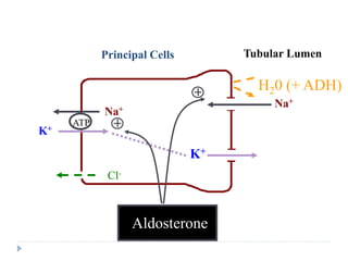 Late Distal, Cortical and Medullary
Collecting Tubules
Tubular Lumen
Principal Cells
Cl-
H20 (+ ADH)
Aldosterone
K+
Na+
ATP
K+
ATP
Na+
 