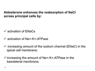 Aldosterone enhances the reabsorption of NaCl
across principal cells by:
 activation of ENaCs
 activation of Na+-K+-ATPase
 increasing amount of the sodium channel (ENaC) in the
apical cell membrane;
 increasing the amount of Na+-K+-ATPase in the
basolateral membrane;
 