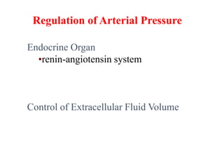 Regulation of Arterial Pressure
Endocrine Organ
•renin-angiotensin system
Control of Extracellular Fluid Volume
 