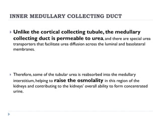INNER MEDULLARY COLLECTING DUCT
 Unlike the cortical collecting tubule, the medullary
collecting duct is permeable to urea, and there are special urea
transporters that facilitate urea diffusion across the luminal and basolateral
membranes.
 Therefore, some of the tubular urea is reabsorbed into the medullary
interstitium, helping to raise the osmolality in this region of the
kidneys and contributing to the kidneys’ overall ability to form concentrated
urine.
 