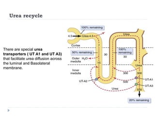 Urea recycle
There are special urea
transporters ( UT A1 and UT A3)
that facilitate urea diffusion across
the luminal and Basolateral
membrane.
 