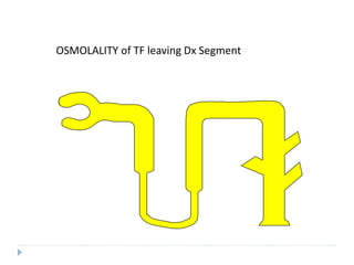 OSMOLALITY of TF leaving Dx Segment
 