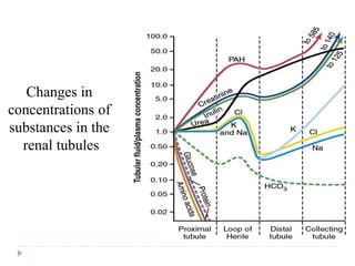 Changes in
concentrations of
substances in the
renal tubules
 