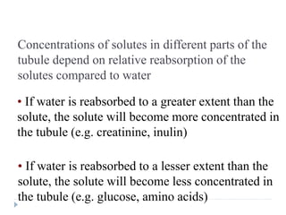 Concentrations of solutes in different parts of the
tubule depend on relative reabsorption of the
solutes compared to water
• If water is reabsorbed to a greater extent than the
solute, the solute will become more concentrated in
the tubule (e.g. creatinine, inulin)
• If water is reabsorbed to a lesser extent than the
solute, the solute will become less concentrated in
the tubule (e.g. glucose, amino acids)
 