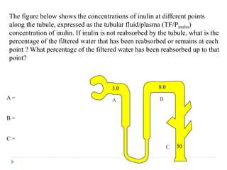 The figure below shows the concentrations of inulin at different points
along the tubule, expressed as the tubular fluid/plasma (TF/Pinulin)
concentration of inulin. If inulin is not reabsorbed by the tubule, what is the
percentage of the filtered water that has been reabsorbed or remains at each
point ? What percentage of the filtered water has been reabsorbed up to that
point?
A =
B =
C =
A
3.0
B
8.0
C 50
 