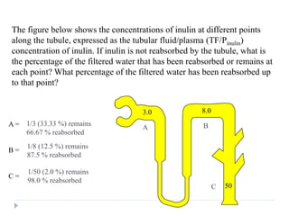 The figure below shows the concentrations of inulin at different points
along the tubule, expressed as the tubular fluid/plasma (TF/Pinulin)
concentration of inulin. If inulin is not reabsorbed by the tubule, what is
the percentage of the filtered water that has been reabsorbed or remains at
each point? What percentage of the filtered water has been reabsorbed up
to that point?
A =
B =
C =
A
3.0
B
8.0
C 50
1/3 (33.33 %) remains
66.67 % reabsorbed
1/8 (12.5 %) remains
87.5 % reabsorbed
1/50 (2.0 %) remains
98.0 % reabsorbed
 
