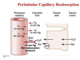 Peritubular Capillary Reabsorption
Figure 28-16
 