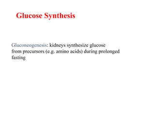Glucose Synthesis
Gluconeogenesis: kidneys synthesize glucose
from precursors (e.g. amino acids) during prolonged
fasting
 