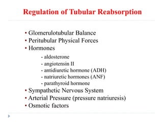Regulation of Tubular Reabsorption
• Glomerulotubular Balance
• Peritubular Physical Forces
• Hormones
- aldosterone
- angiotensin II
- antidiuretic hormone (ADH)
- natriuretic hormones (ANF)
- parathyroid hormone
• Sympathetic Nervous System
• Arterial Pressure (pressure natriuresis)
• Osmotic factors
 