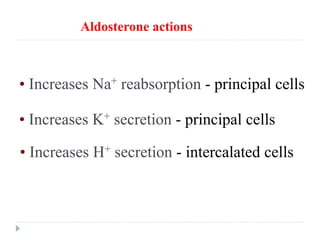Aldosterone actions
• Increases Na+ reabsorption - principal cells
• Increases K+ secretion - principal cells
• Increases H+ secretion - intercalated cells
 