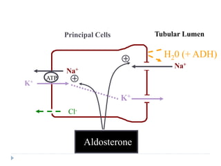 Tubular Lumen
Principal Cells
Cl-
H20 (+ ADH)
Aldosterone
K+
Na+
ATP
K+
ATP
Na+
 