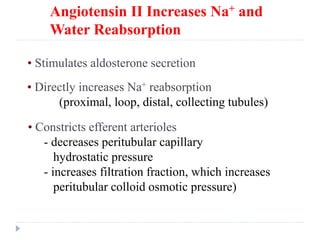 Angiotensin II Increases Na+ and
Water Reabsorption
• Stimulates aldosterone secretion
• Directly increases Na+ reabsorption
(proximal, loop, distal, collecting tubules)
• Constricts efferent arterioles
- decreases peritubular capillary
hydrostatic pressure
- increases filtration fraction, which increases
peritubular colloid osmotic pressure)
 