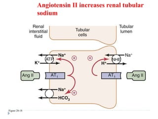 Figure 28-18
Angiotensin II increases renal tubular
sodium reabsorption
 