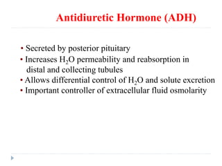 Antidiuretic Hormone (ADH)
• Increases H2O permeability and reabsorption in
distal and collecting tubules
• Allows differential control of H2O and solute excretion
• Important controller of extracellular fluid osmolarity
• Secreted by posterior pituitary
 