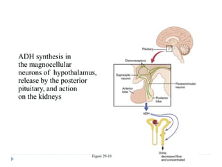 Figure 29-10
ADH synthesis in
the magnocellular
neurons of hypothalamus,
release by the posterior
pituitary, and action
on the kidneys
 