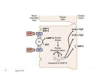 Figure 28-18
Mechanism of action of ADH in distal and
collecting tubules
 