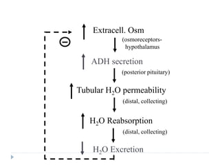 Feedback Control of Extracellular Fluid
Osmolarity by ADH
Extracell. Osm
ADH secretion
Tubular H2O permeability
H2O Reabsorption
H2O Excretion
(osmoreceptors-
hypothalamus
(distal, collecting)
(distal, collecting)
(posterior pituitary)
 