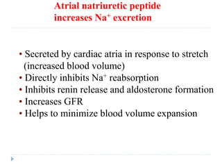 Atrial natriuretic peptide
increases Na+ excretion
• Secreted by cardiac atria in response to stretch
(increased blood volume)
• Directly inhibits Na+ reabsorption
• Inhibits renin release and aldosterone formation
• Increases GFR
• Helps to minimize blood volume expansion
 
